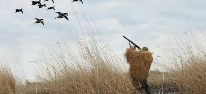 Охота на утку весной: повадки, тактика, необходимое снаряжение