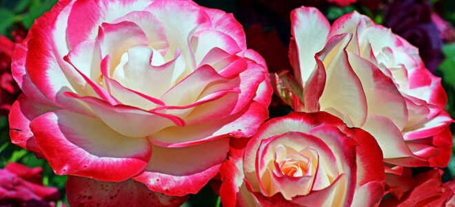 Секреты осенней посадки роз