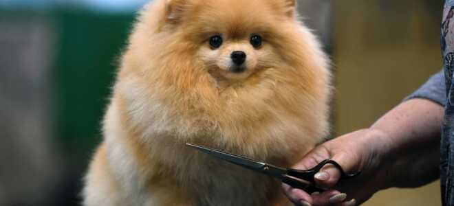 Померанский шпиц — как правильно подстригать