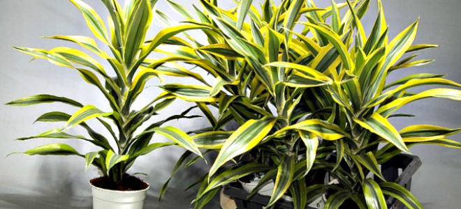 Древесные комнатные растения: 9 популярных видов